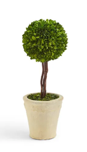 15" PRESERVED BOXWOOD BALL TOPIARY IN PLANTER